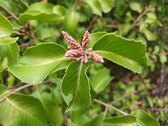 Rhus integrifolia × ovata
