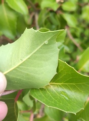 Rhus integrifolia × ovata