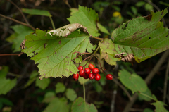 Viburnum orientale