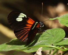 Heliconius xanthocles
