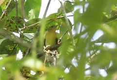 Piranga olivacea