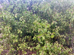 Rhus integrifolia × ovata