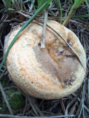Lactarius semisanguifluus
