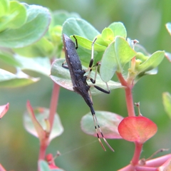 Dicranocephalus albipes