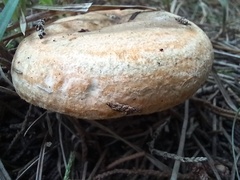 Lactarius semisanguifluus
