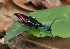 Plochionocerus