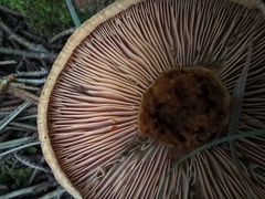 Lactarius semisanguifluus