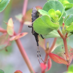 Dicranocephalus albipes