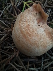 Lactarius semisanguifluus