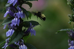 Bombus pensylvanicus
