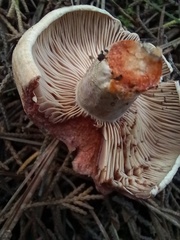 Lactarius semisanguifluus