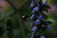 Bombus pensylvanicus