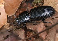 Passalidae