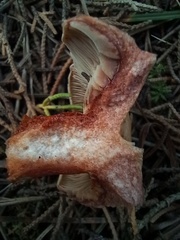 Lactarius semisanguifluus