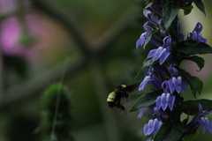 Bombus pensylvanicus