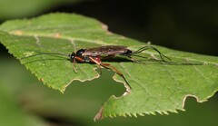 Pimplinae