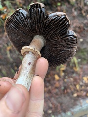 Agaricus hondensis
