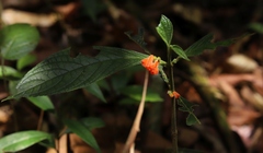 Gesneriaceae