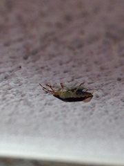 Supputius cincticeps