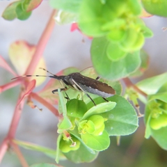 Dicranocephalus albipes