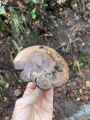 Agaricus hondensis