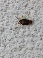 Supputius cincticeps