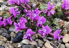 Oxytropis czukotica
