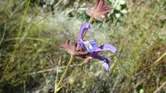 Salvia albicaulis