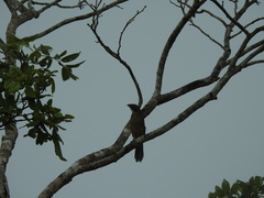 Saltator grandis