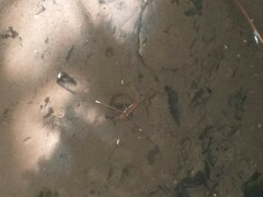 Limnometra