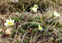 Anemonastrum sibiricum