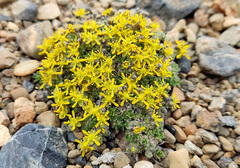 Draba stenopetala