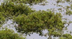Crassula helmsii