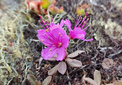 Rhododendron lapponicum