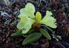 Rhododendron aureum