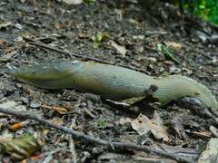 Limax cinereoniger