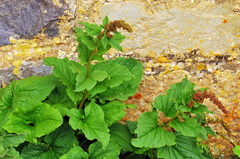 Blitum bonus-henricus