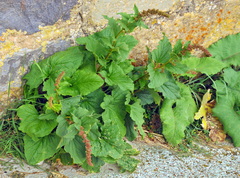 Blitum bonus-henricus