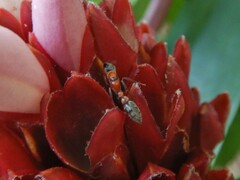 Pseudomyrmex gracilis