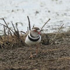 Charadrius tricollaris