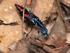 Plochionocerus