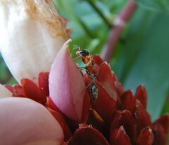 Pseudomyrmex gracilis