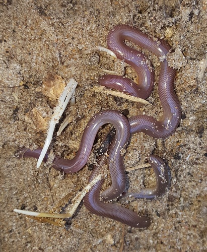 Photo of a Delalande's Beaked Blind Snake (Rhinotyphlops lalandei)