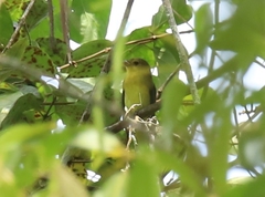 Piranga olivacea