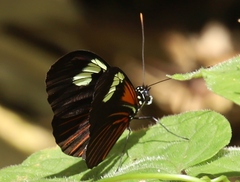 Heliconius xanthocles