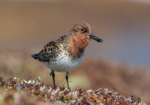 Calidris pygmaea