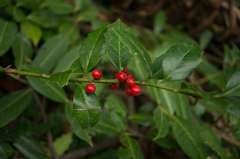 Ilex colchica
