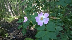 Rosa majalis
