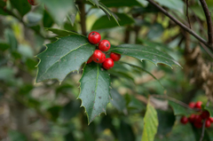 Ilex colchica