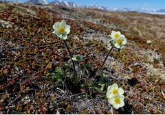 Anemonastrum sibiricum